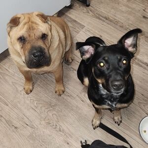 Meet your Posher, Ignited